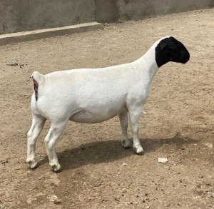 LOT 61 3X DORPER OOI/EWE LE ROY PHILLIPS T5