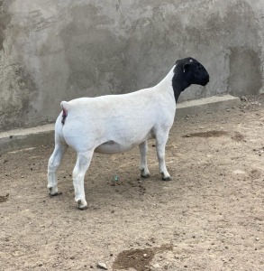 LOT 63 3X DORPER OOI/EWE LE ROY PHILLIPS STUD