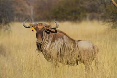 LOT 20  1x GOUE WILDEBEES BUL/GOLDEN WILDEBEEST BULL