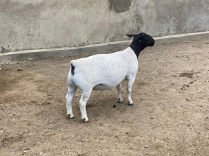 LOT 64 2X DORPER OOI/EWE LE ROY PHILLIPS FLOCK