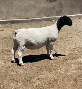 LOT 65 1X DORPER OOI/EWE LE ROY PHILLIPS T5