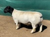 LOT 1 1X DORPER RAM LE ROY PHILLIPS T5