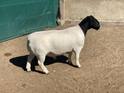 LOT 3 1X DORPER RAM LE ROY PHILLIPS T5