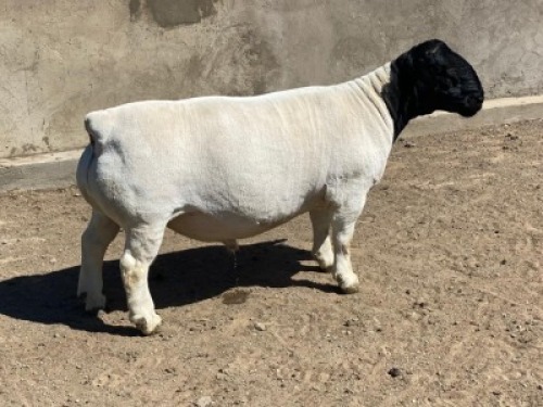 LOT 2 1X DORPER RAM LE ROY PHILLIPS T5