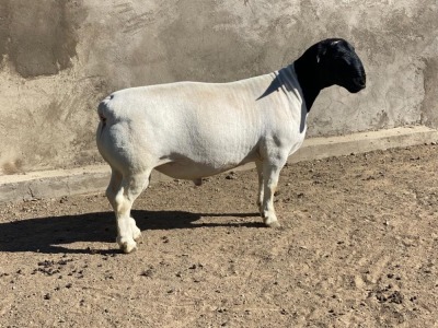 LOT 9 1X DORPER RAM LE ROY PHILLIPS T5