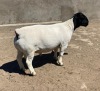 LOT 11 2X DORPER RAM LE ROY PHILLIPS STUD