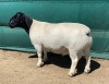 LOT 11 2X DORPER RAM LE ROY PHILLIPS STUD - 3