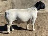 LOT 19 1X DORPER RAM LE ROY PHILLIPS STUD