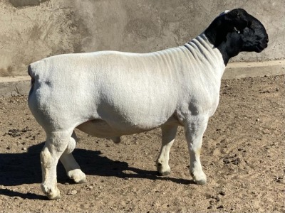 LOT 19 1X DORPER RAM LE ROY PHILLIPS STUD