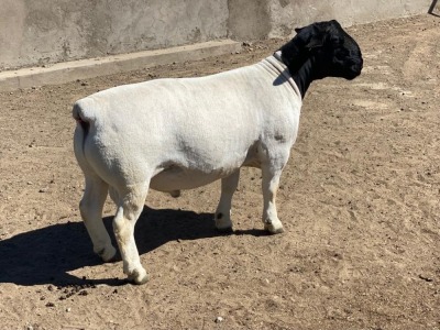 LOT 25 1X DORPER RAM LE ROY PHILLIPS STUD