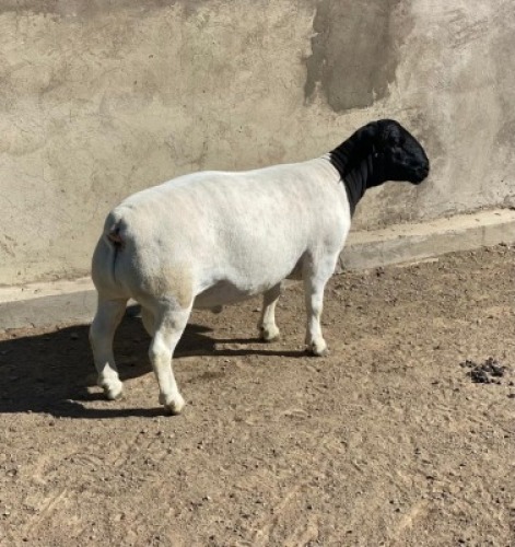 LOT 26 1X DORPER RAM LE ROY PHILLIPS STUD