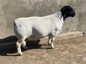 LOT 17 1X DORPER RAM LE ROY PHILLIPS STUD