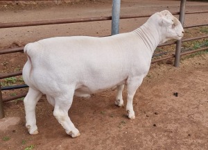 LOT 4 1X WHITE DORPER RAM ASHLEY PHILLIPS T5