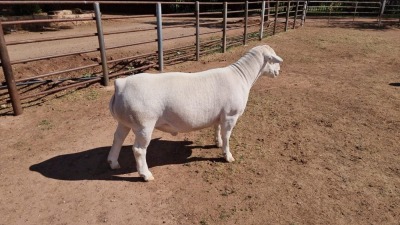 LOT 13 1X WHITE DORPER RAM ASHLEY PHILLIPS T5