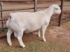 LOT 5 1X WHITE DORPER RAM ASHLEY PHILLIPS STUD