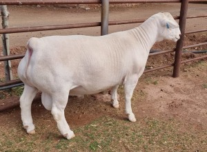 LOT 5 1X WHITE DORPER RAM ASHLEY PHILLIPS STUD