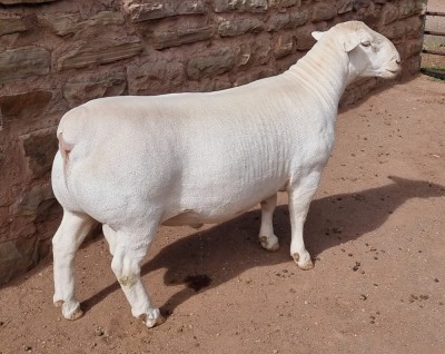 LOT 12 1X WHITE DORPER RAM ASHLEY PHILLIPS T5