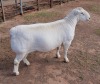 LOT 12 1X WHITE DORPER RAM ASHLEY PHILLIPS T5 - 2