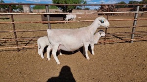 LOT 6 1+2X WHITE DORPER OOI/EWE ASHLEY PHILLIPS T5