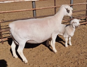 LOT 7 1+1X WHITE DORPER OOI/EWE ASHLEY PHILLIPS T5