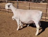 LOT 7 1+1X WHITE DORPER OOI/EWE ASHLEY PHILLIPS T5 - 2