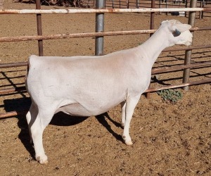 LOT 8 1+1X WHITE DORPER OOI/EWE ASHLEY PHILLIPS T5