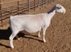 LOT 8 1+1X WHITE DORPER OOI/EWE ASHLEY PHILLIPS T5 - 2