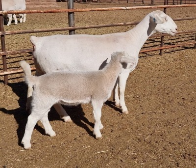 LOT 10 1+1X WHITE DORPER OOI/EWE ASHLEY PHILLIPS T5