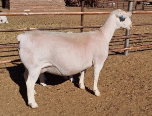 LOT 21 1+2X WHITE DORPER OOI/EWE ASHLEY PHILLIPS T5