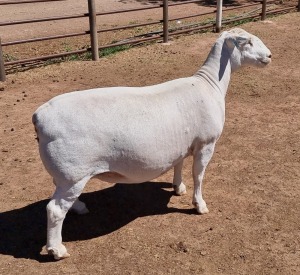 LOT 23 1X WHITE DORPER OOI/EWE ASHLEY PHILLIPS FLOCK