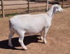 LOT 23 1X WHITE DORPER OOI/EWE ASHLEY PHILLIPS FLOCK - 2