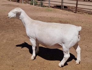 LOT 24 1X WHITE DORPER OOI/EWE ASHLEY PHILLIPS T5