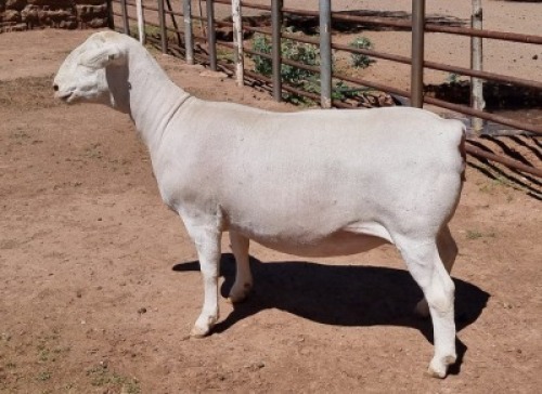 LOT 25 1X WHITE DORPER OOI/EWE ASHLEY PHILLIPS T5