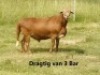 LOT 11 1X MEATMASTER OOI/EWE DORINGVELD MEATMASTERS - 3