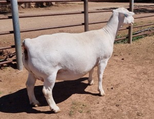 LOT 22 1X WHITE DORPER OOI/EWE ASHLEY PHILLIPS FLOCK