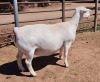 LOT 22 1X WHITE DORPER OOI/EWE ASHLEY PHILLIPS FLOCK - 2