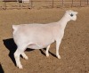 LOT 9 1+1X WHITE DORPER OOI/EWE ASHLEY PHILLIPS T5