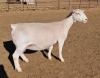 LOT 9 1+1X WHITE DORPER OOI/EWE ASHLEY PHILLIPS T5 - 2