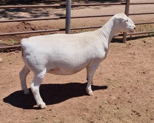 LOT 51 1X WHITE DORPER OOI/EWE ASHLEY PHILLIPS T5