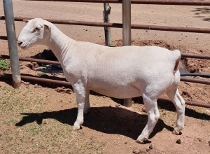 LOT 53 1X WHITE DORPER OOI/EWE ASHLEY PHILLIPS T5