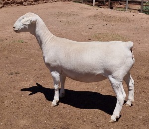 LOT 54 1X WHITE DORPER OOI/EWE ASHLEY PHILLIPS T5