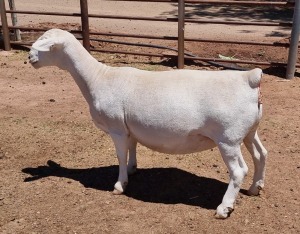 LOT 55 1X WHITE DORPER OOI/EWE ASHLEY PHILLIPS T5