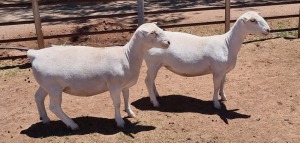 LOT 67 2X WHITE DORPER OOI/EWE ASHLEY PHILLIPS FLOCK +T5