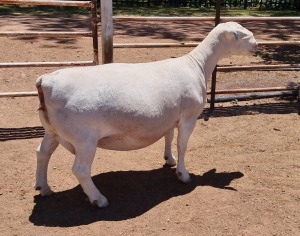 LOT 66 1X WHITE DORPER OOI/EWE ASHLEY PHILLIPS FLOCK