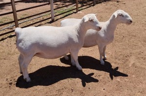 LOT 69 2X WHITE DORPER OOI/EWE ASHLEY PHILLIPS T5