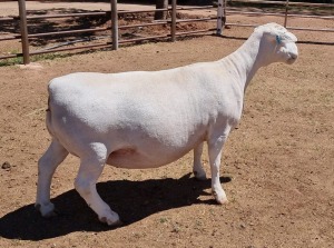 LOT 38 1X WHITE DORPER OOI/EWE ASHLEY PHILLIPS T5