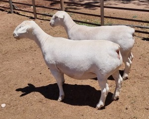 LOT 68 2X WHITE DORPER OOI/EWE ASHLEY PHILLIPS T5