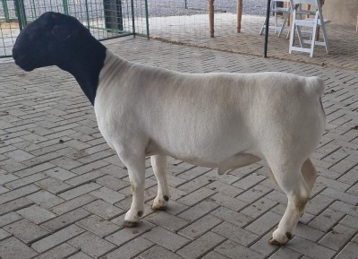 LOT 20 1X DORPER RAM MICKEY PHILLIPS T5