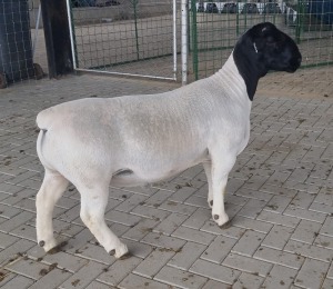 LOT 21 1X DORPER RAM MICKEY PHILLIPS T5