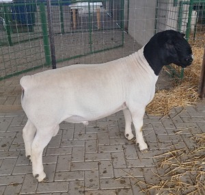 LOT 23 1X DORPER RAM MICKEY PHILLIPS T5